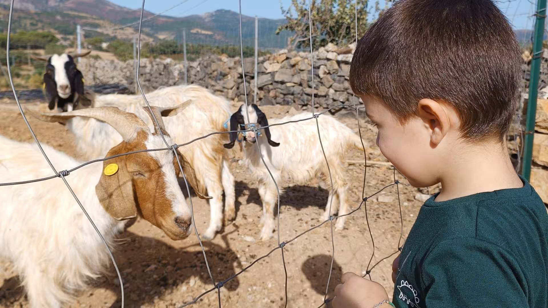 Young boy interacts with goats behind a fence during Seulo farm tour, offering a family-friendly animal experience.