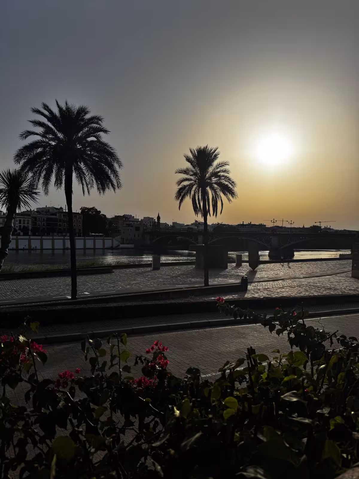 Sunset along the Guadalquivir River in Seville with palm trees