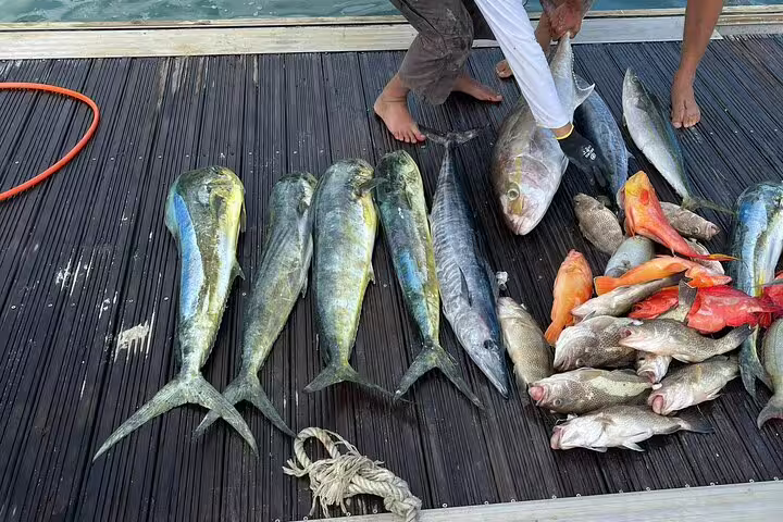Variety of fish caught on Seychelles fishing trip, including mahi-mahi and snapper, displayed on a dock.