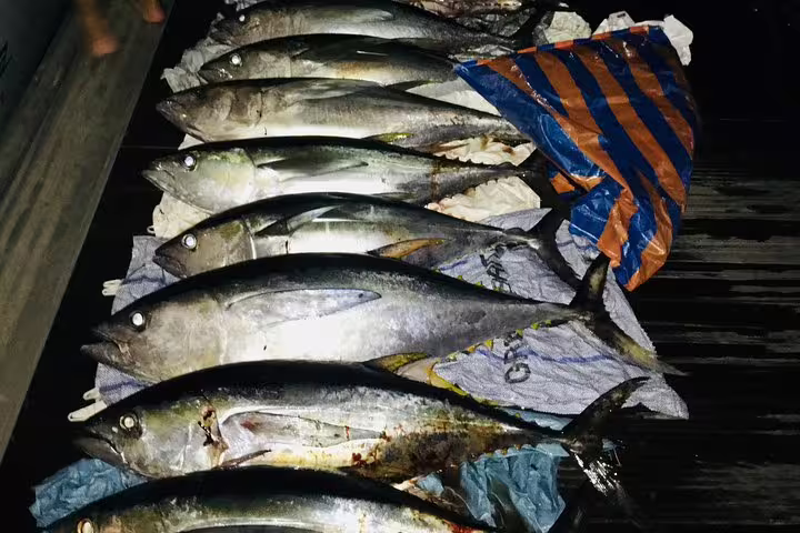 A fresh catch of large fish laid out on a boat deck during a Seychelles fishing trip at night.