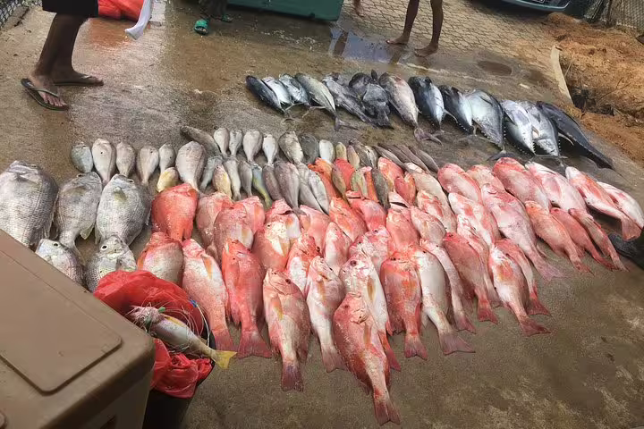 An impressive assortment of freshly caught fish displayed on a dock, highlighting a successful Seychelles fishing excursion.