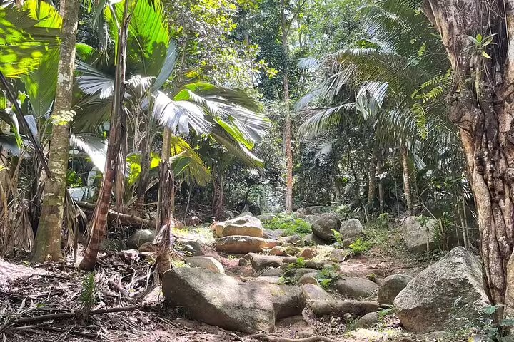 Scenic forest trail with large boulders and tropical palm trees on Seychelles Island Tour.
