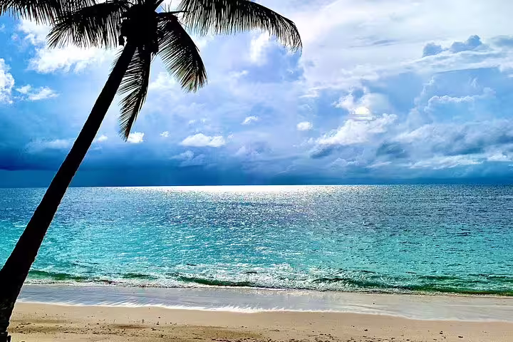 Idyllic Seychelles beach with turquoise waters and palm tree, perfect for a relaxing private island tour.