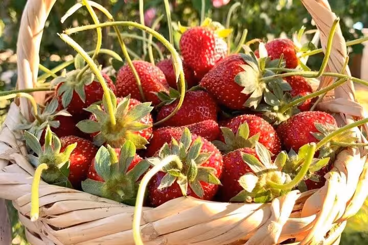 Close-up of ripe strawberries in a wicker basket during Shagie Farms strawberry picking day trip from Cairo