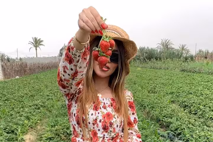 Visitor holding freshly picked strawberries at Shagie Farms eco-tour near Cairo, Egypt, in a green field