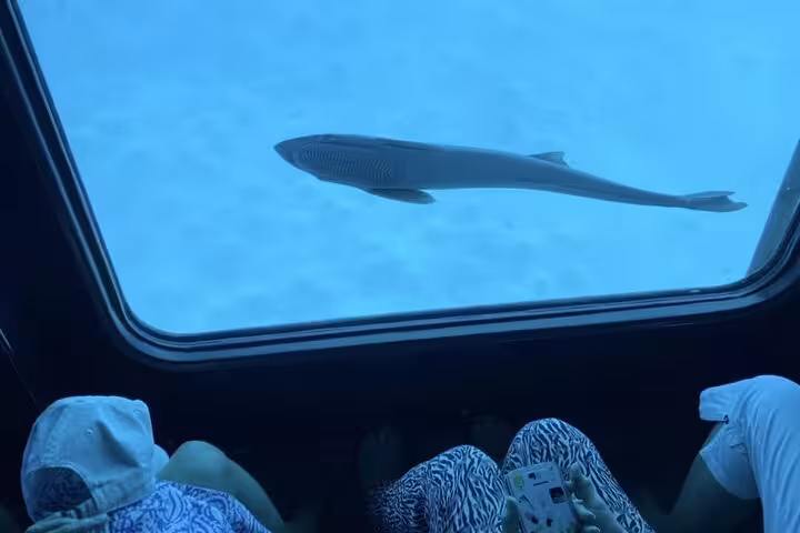 Shark glides past the Royal Seascope submarine window on Makadi Bay Red Sea snorkeling excursion