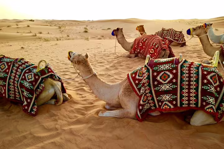 Camels resting on Sinai sand dunes near Sharm El Sheikh, camel ride add-on for quad biking safari