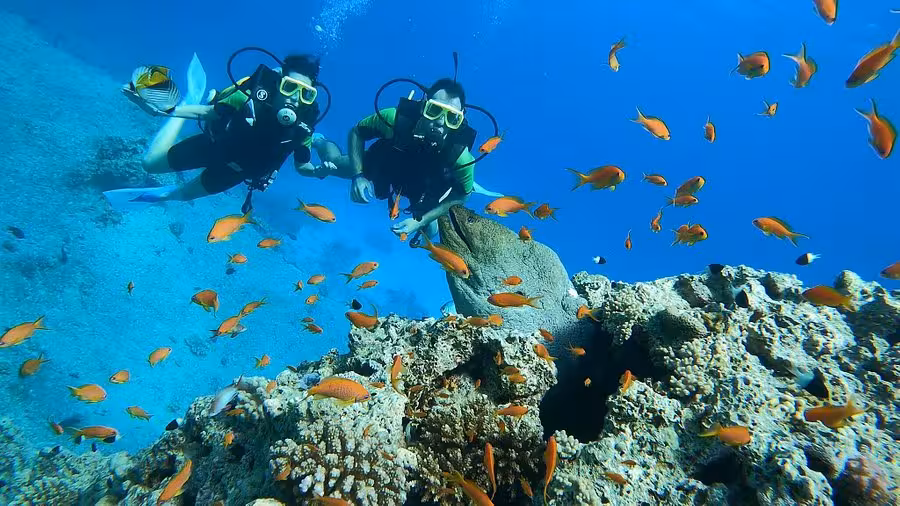 Divers exploring colorful marine life and coral reefs in the clear waters of Sharm el Sheikh, Egypt.