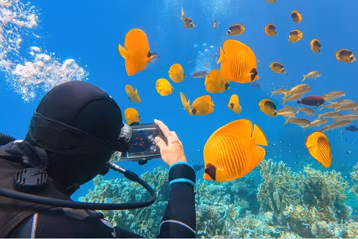 Intro diver photographing butterflyfish over Red Sea corals on Sharm El-Sheikh Ras Mohammed boat trip
