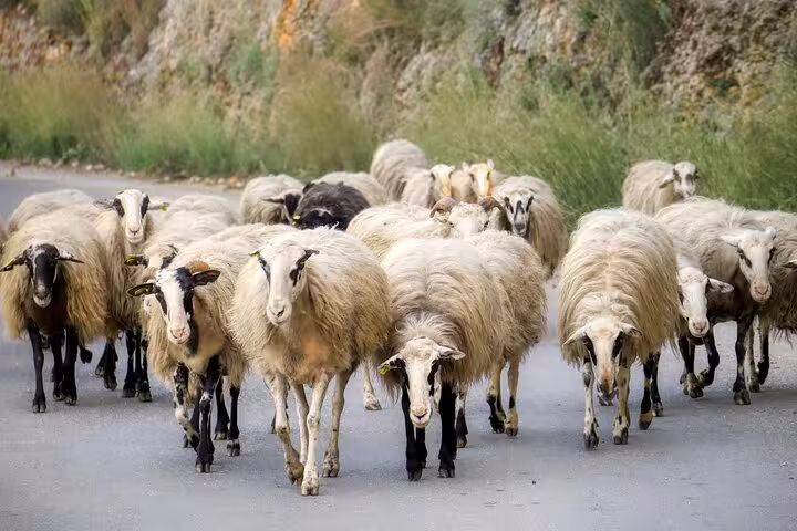 Flock of sheep on a rural road in Apokoronas, Crete, offering a glimpse of pastoral life during a private village tour.