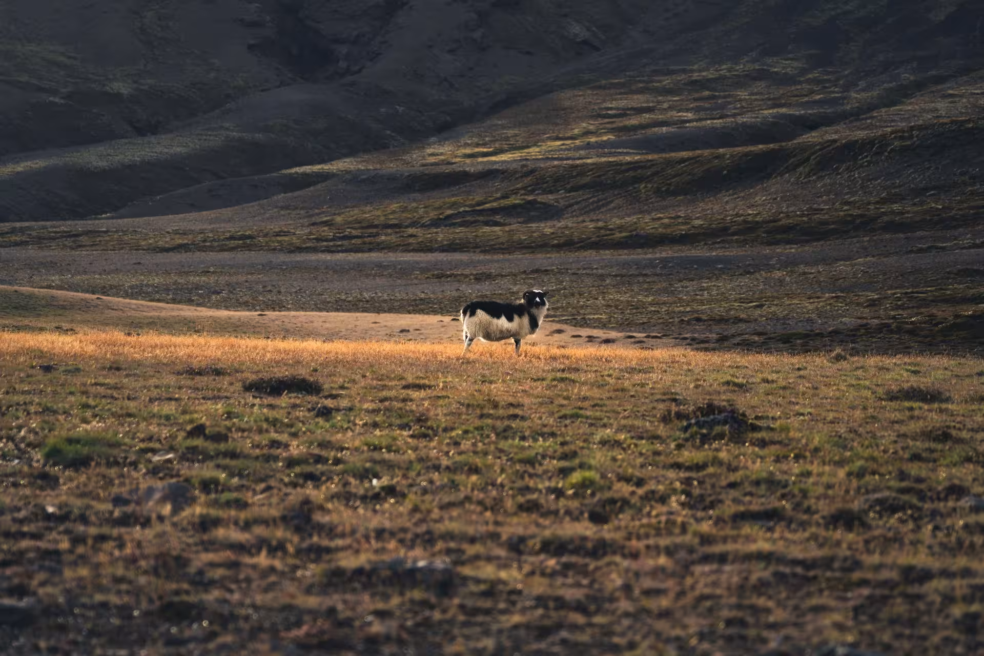Lone black and white sheep standing on golden grass plains in Fjallabak Nature Reserve Iceland