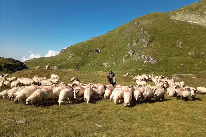 Shepherd herding flock of sheep on green alpine meadows in Fagaras Mountains, Romania