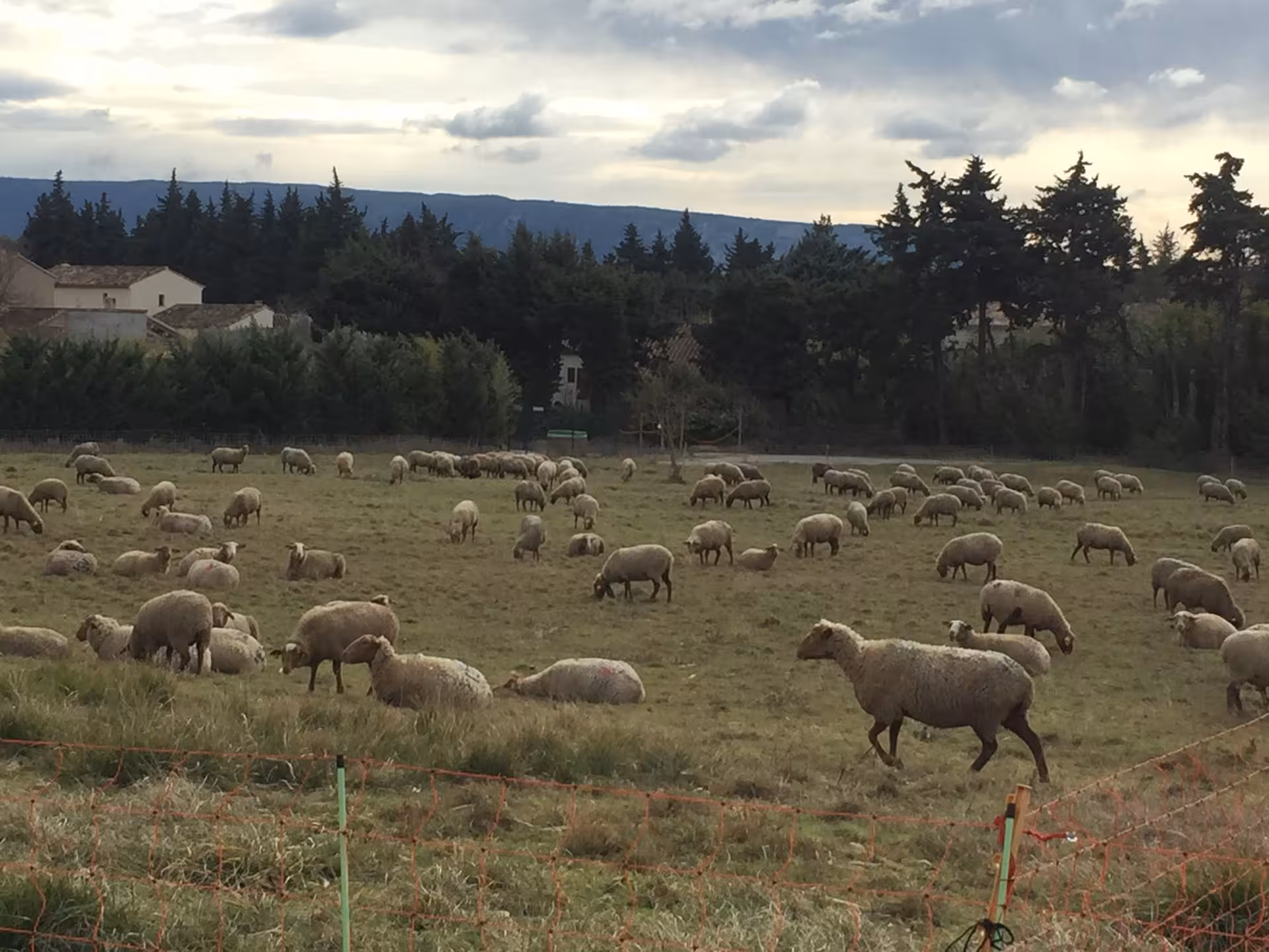 Sheep grazing in the Luberon countryside near Gordes, a peaceful Provence village tour landscape at sunset