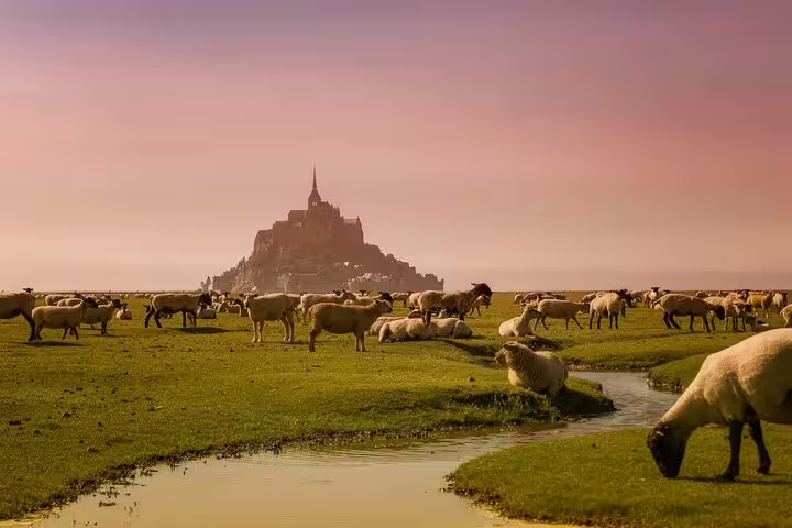 Flock of sheep grazing on green meadows with Mont Saint-Michel abbey rising in the misty background at sunset