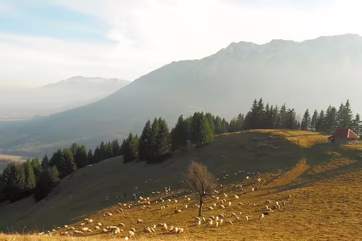 Sheep grazing on golden hillside meadow with pine forest and misty Taga Mountains near Brasov in background