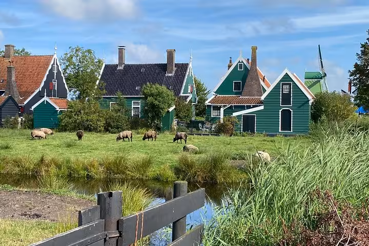 Sheep grazing near Zaanse Schans village houses, scenic Dutch countryside on Discover The Netherlands tour from Amsterdam