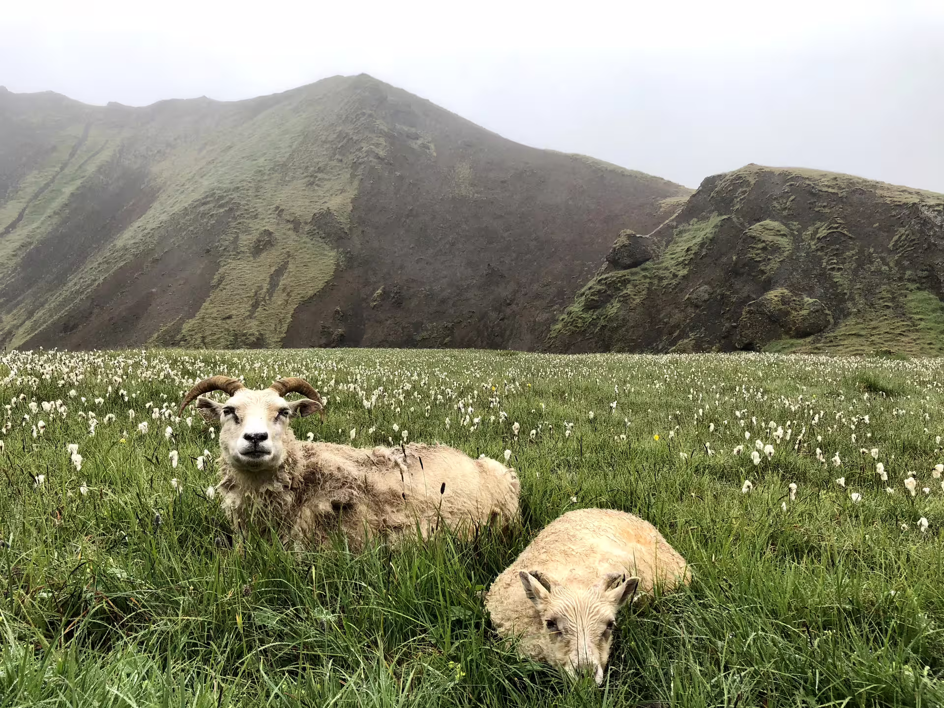 Sheep resting in lush green Reykjadalur Valley, surrounded by wildflowers and scenic mountains, perfect for a hot river hike.