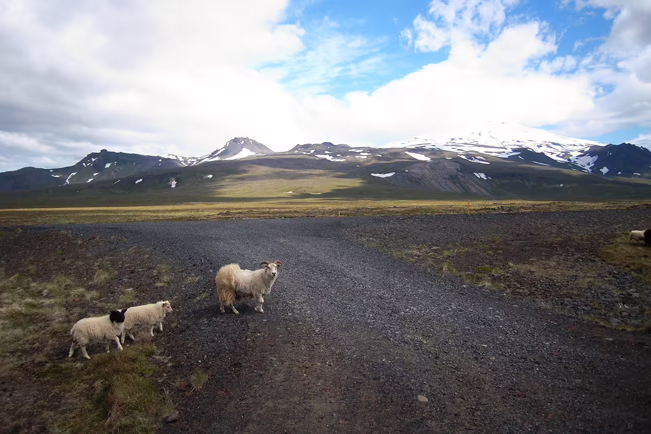Sheep on gravel road with snow-capped Snæfellsjökull volcano mountains in background, Snaefellsnes Peninsula Iceland