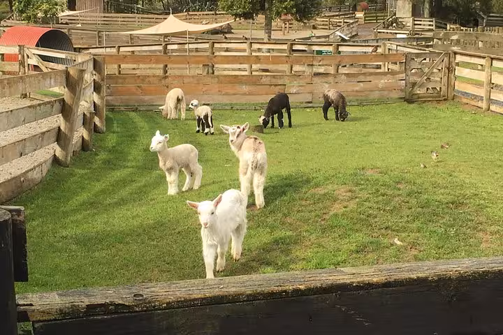 Adorable lambs graze in a sunny paddock at Sheep World, a must-visit stop on the Auckland country tour.