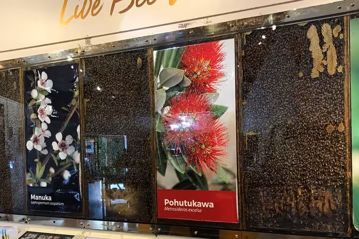 Display showcasing Manuka and Pohutukawa flowers at Sheep World Country Tour near Auckland.