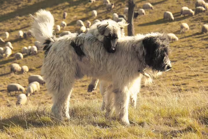 Large fluffy sheepdog with a lamb on its back surrounded by a flock of sheep in Taga Mountains