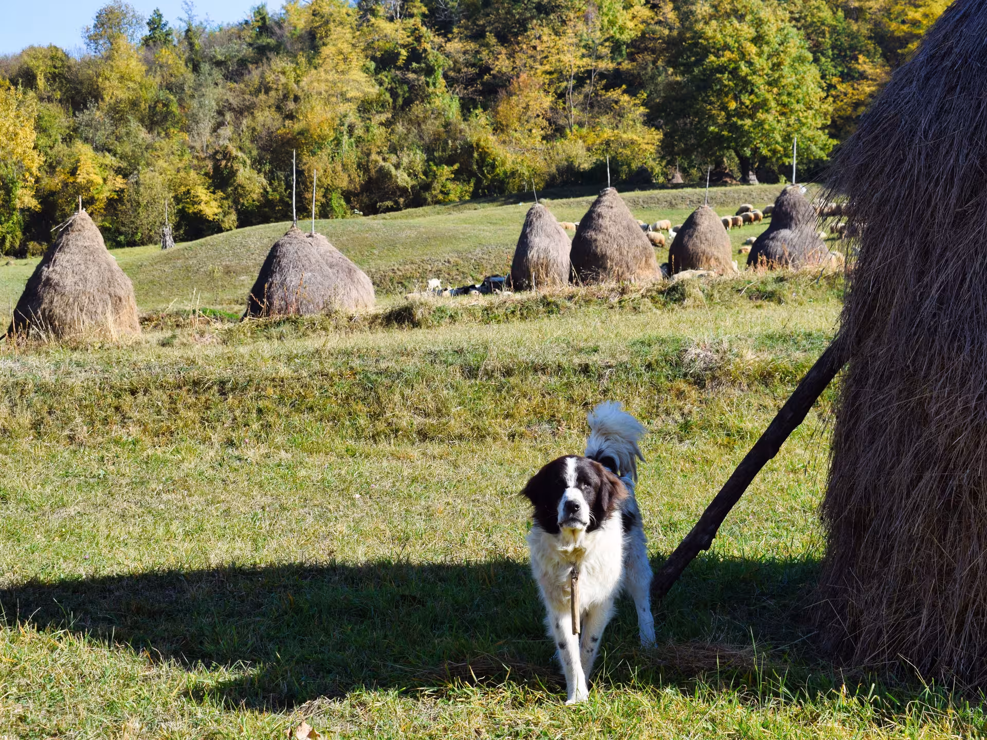 Shepherd dog guards traditional haystacks on a scenic Maramures rural village guided tour with sheep grazing hillside