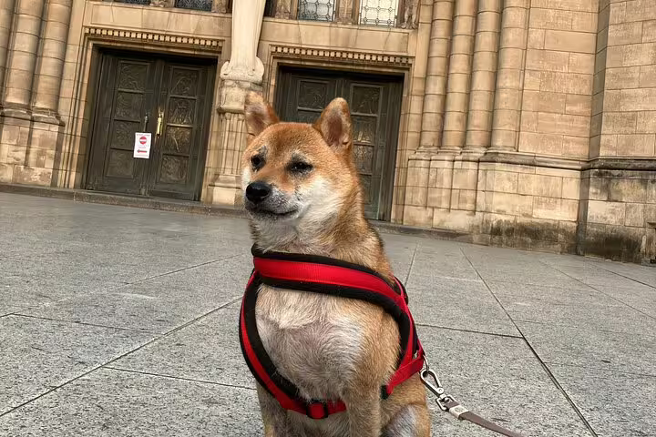 Shiba Inu dog in red harness sitting in front of a grand stone building in Luxembourg City
