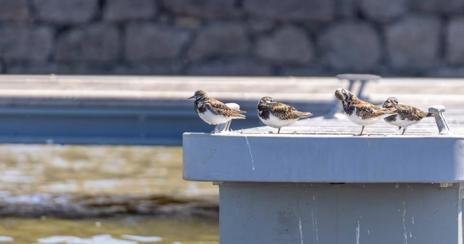Small shorebirds perched on a dock by tidal flats, ideal coastal birdwatching tour for migratory species
