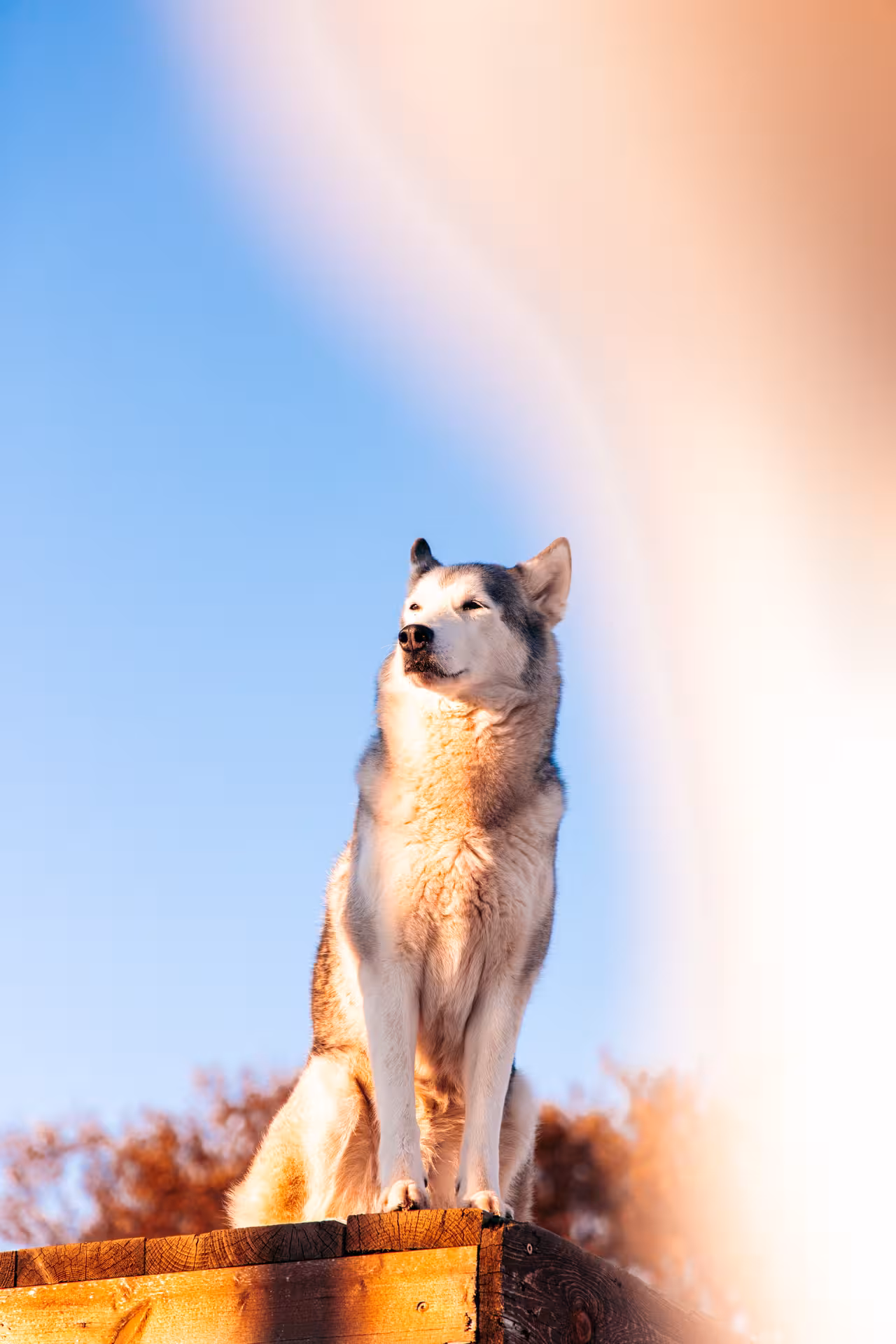 Siberian husky standing on a wooden platform in Arctic light at husky camp, ideal for aurora borealis tours