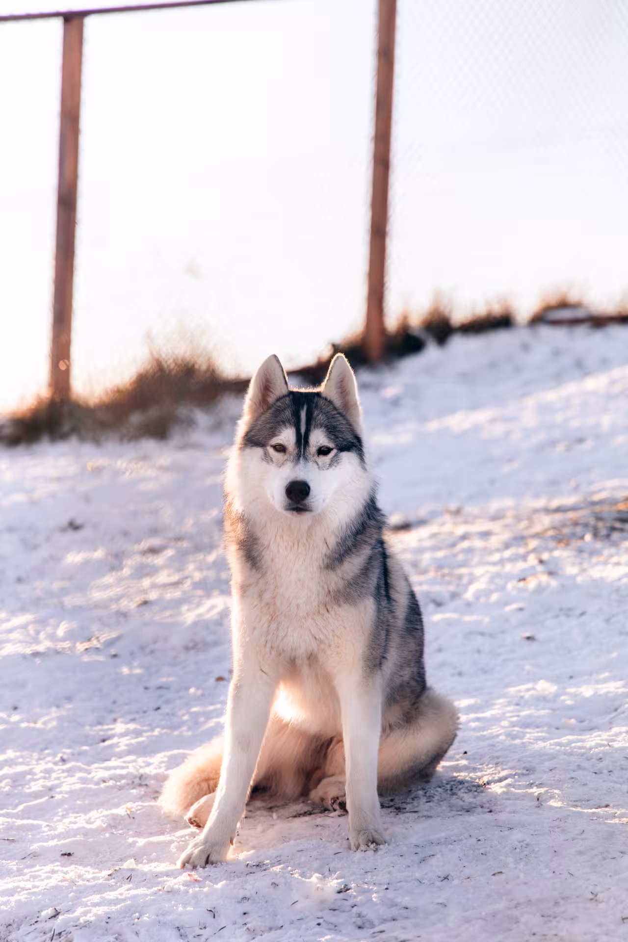 Siberian husky sitting on snowy trail at Arctic kennel, preview of husky sledding and aurora tour