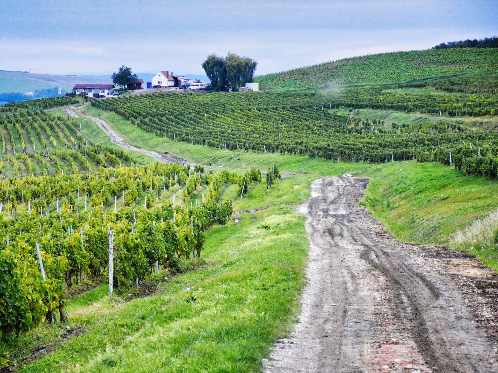 Scenic vineyard hills with dirt road leading to winery estate near Sibiu, Romania