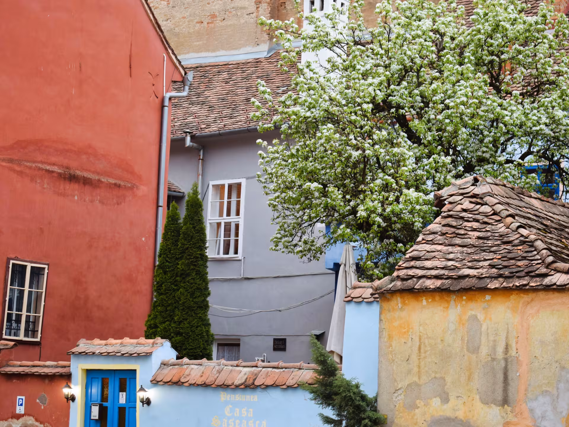 Colorful medieval buildings with terracotta rooftops and blooming white tree in Sighisoara old town