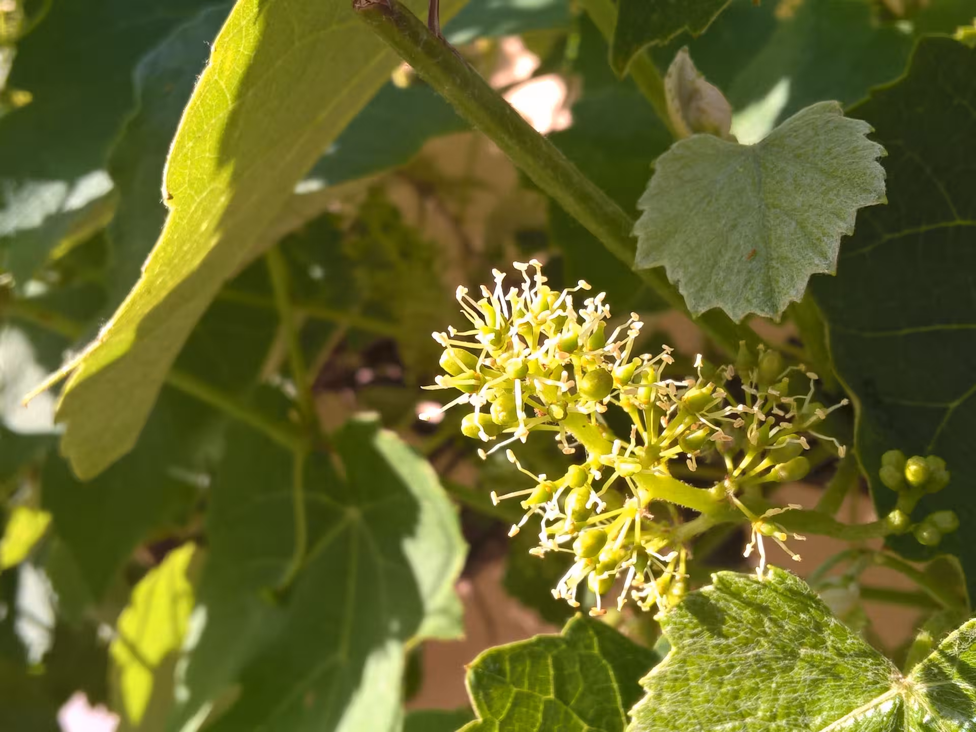 Grapevine flowers blooming on a vine with green leaves in Sighisoara wine region