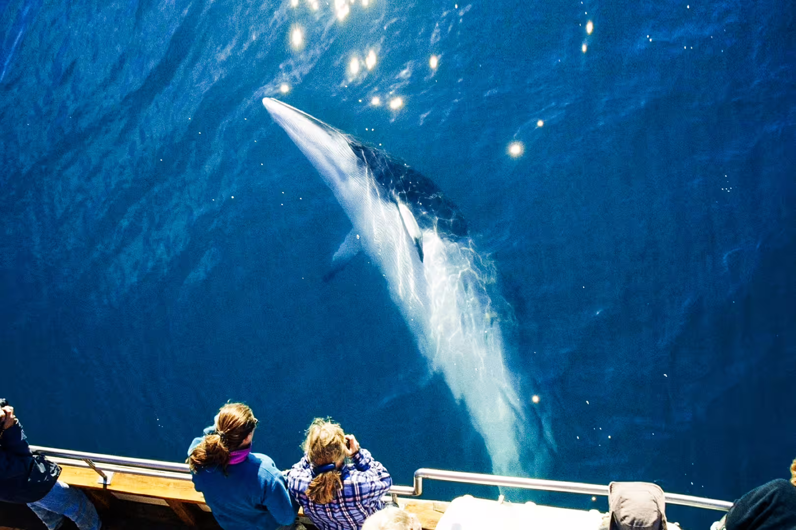 Tourists on a boat admire a surfacing whale during a serene, carbon-neutral silent whale watching experience.