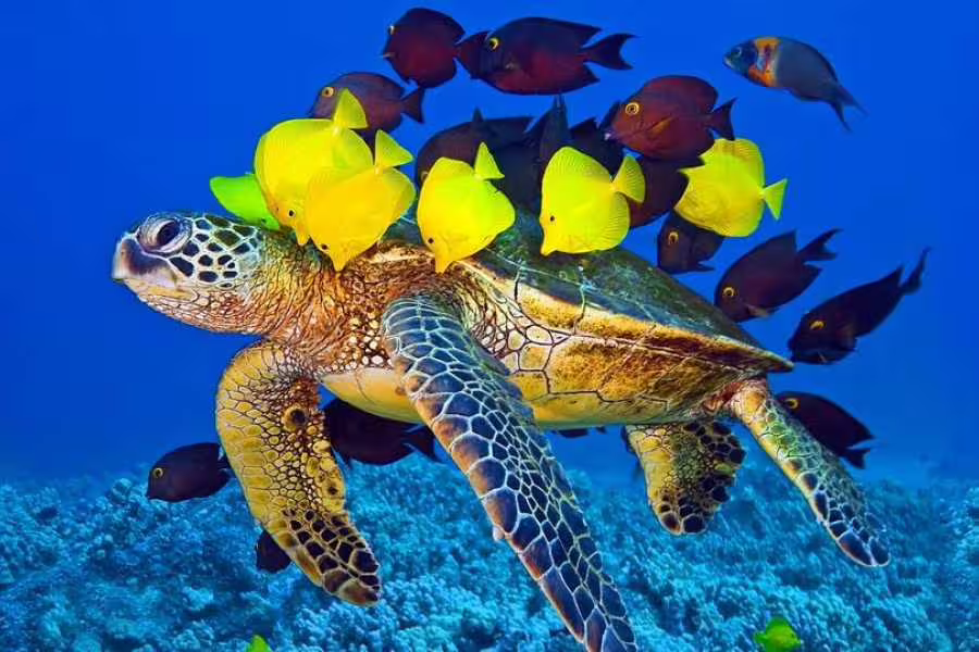 Sea turtle and colorful reef fish in the Red Sea, a highlight of the Sindbad Submarine underwater trip in Hurghada