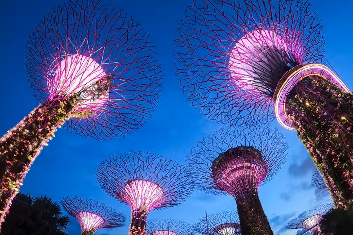 Iconic Supertree Grove at Gardens by the Bay illuminated at night, a highlight of Singapore's Marina Bay tour.
