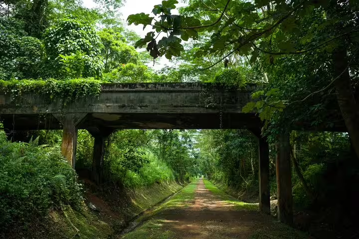 Lush green forest path passing under an old concrete bridge in Singapore jungle trail