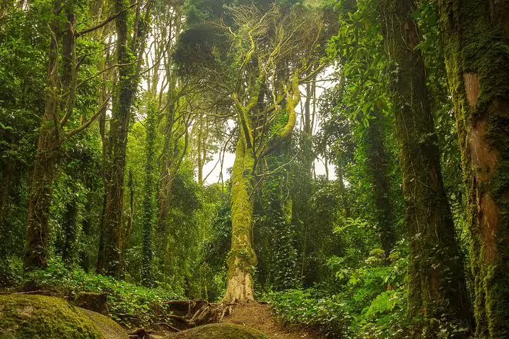 Lush green forest with towering trees in Sintra, Portugal, showcasing natural beauty on a full-day tour to Pena Palace, Cabo da Roca, and Cascais.