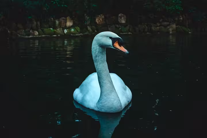 White swan on a tranquil lake in Sintra, scenic stop on a self-drive tour to all monuments in Portugal