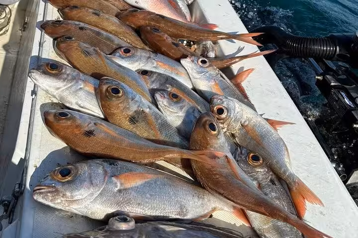 Fresh catch of Mediterranean fish laid on a boat deck during a guided fishing tour in Siracusa Sicily