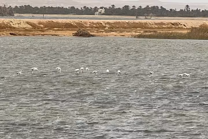 White birds wading in a Siwa Oasis salt lake lagoon, scenic stop on a private 3-day Sahara safari tour