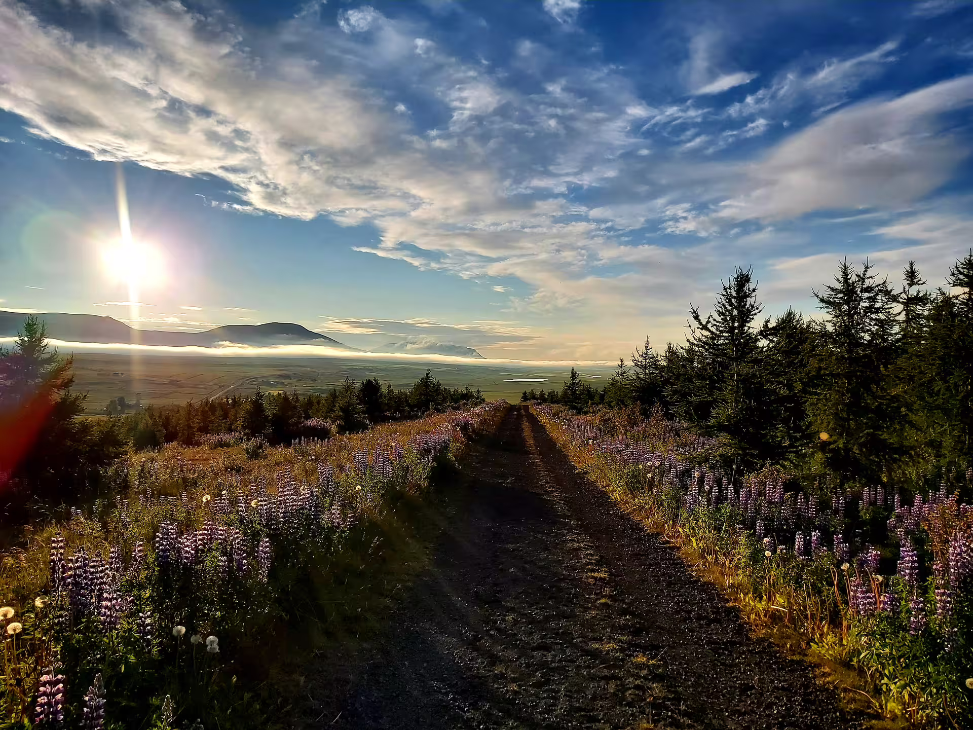 Dirt path lined with purple lupine flowers leading to misty Skagafjordur valley at golden sunrise