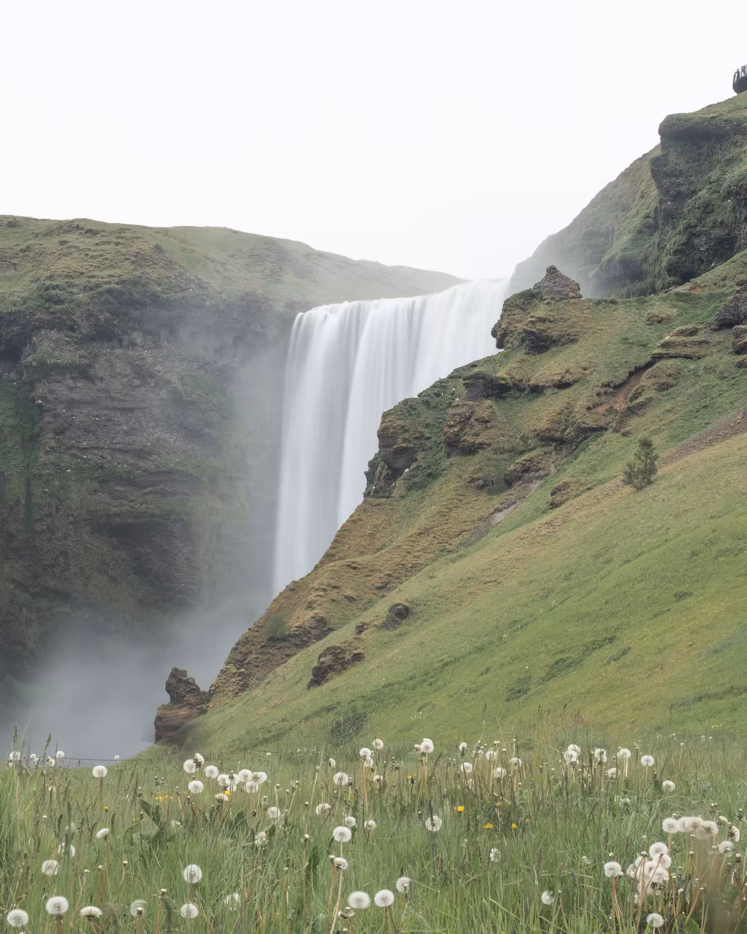 Skógafoss waterfall cascading down green cliffs with dandelions in foreground, Iceland