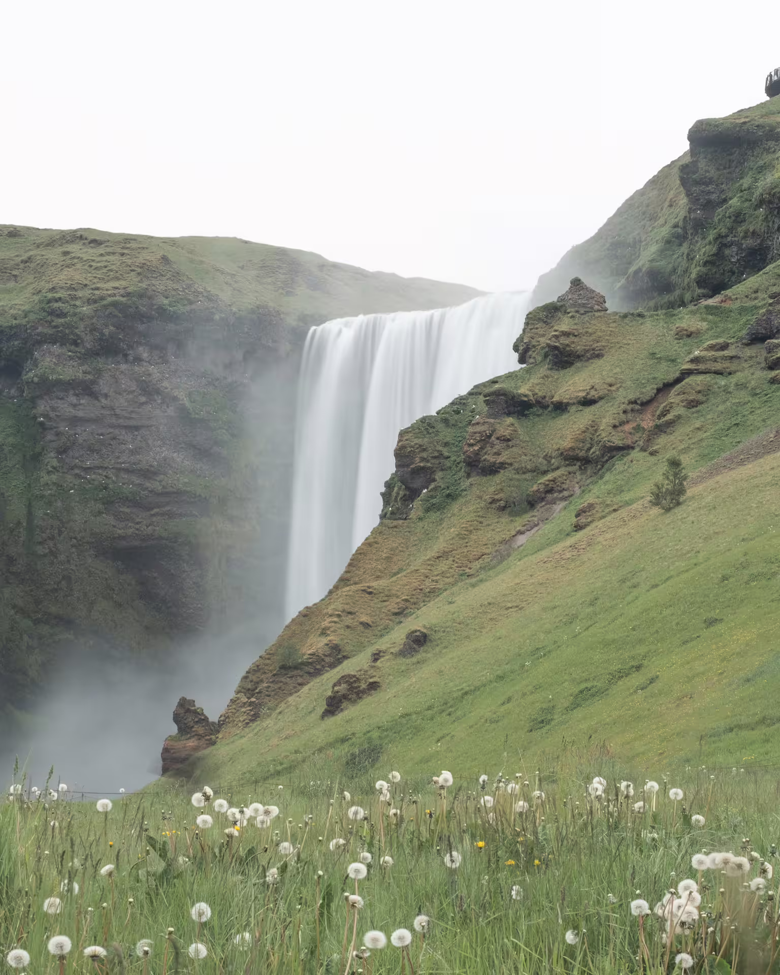 Skógafoss waterfall cascading over green mossy cliffs with dandelion meadow in foreground, Iceland