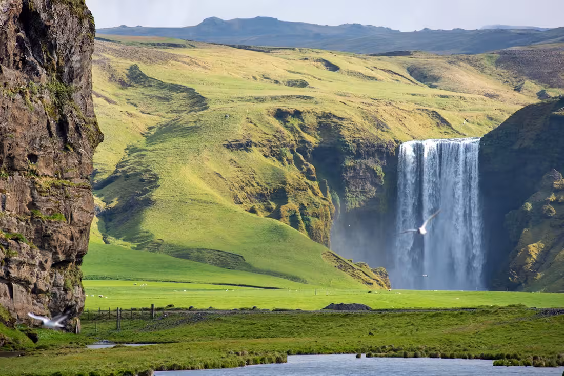 Skógafoss waterfall cascading over green cliffs on Iceland's South Coast with lush meadows and birds in flight