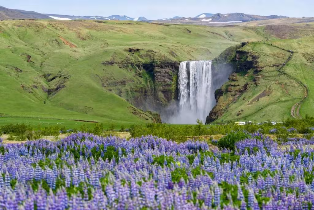 Skógafoss waterfall surrounded by purple lupine flowers and green hills on Iceland's South Coast