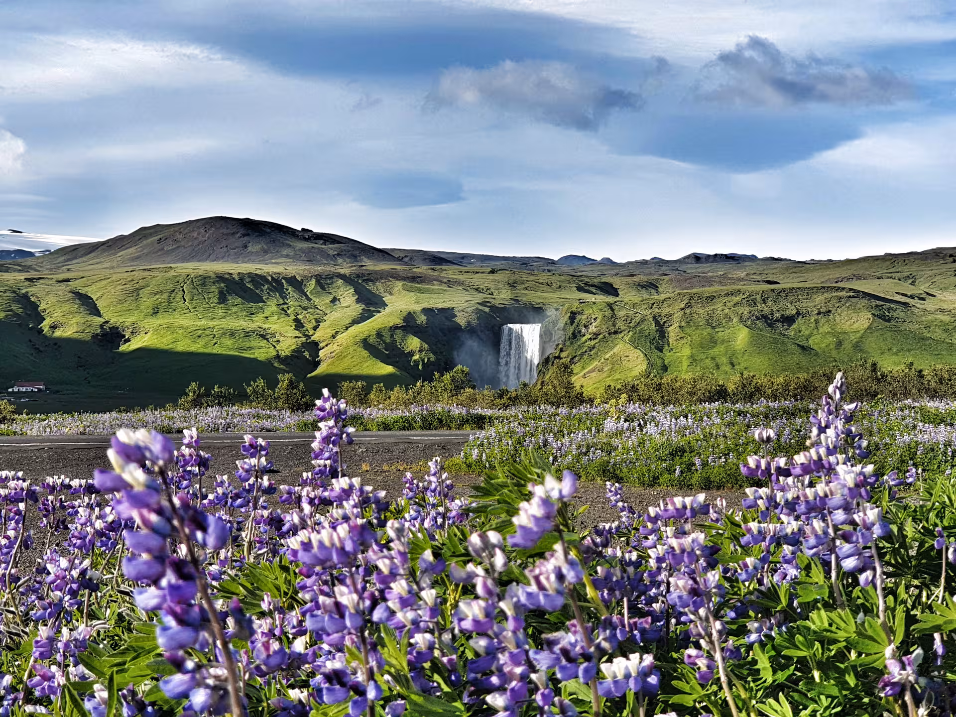 Purple lupine flowers in foreground with Skógafoss waterfall and green hills in Iceland's south coast