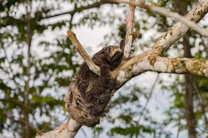A sloth lounging in a tree in the Amazon jungle, highlighting diverse wildlife on the Amazon Tapiri Floating Lodge tour.