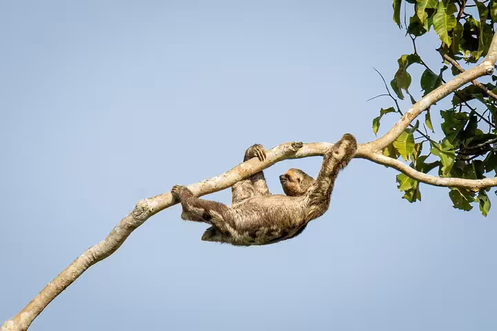 A sloth leisurely hangs from a tree branch in the vibrant Amazon rainforest during a wildlife tour.
