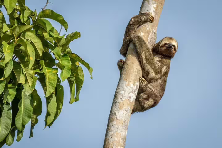 Sloth clinging to a tree against blue sky, capturing unique Amazon wildlife near Tapiri Floating Lodge adventure.